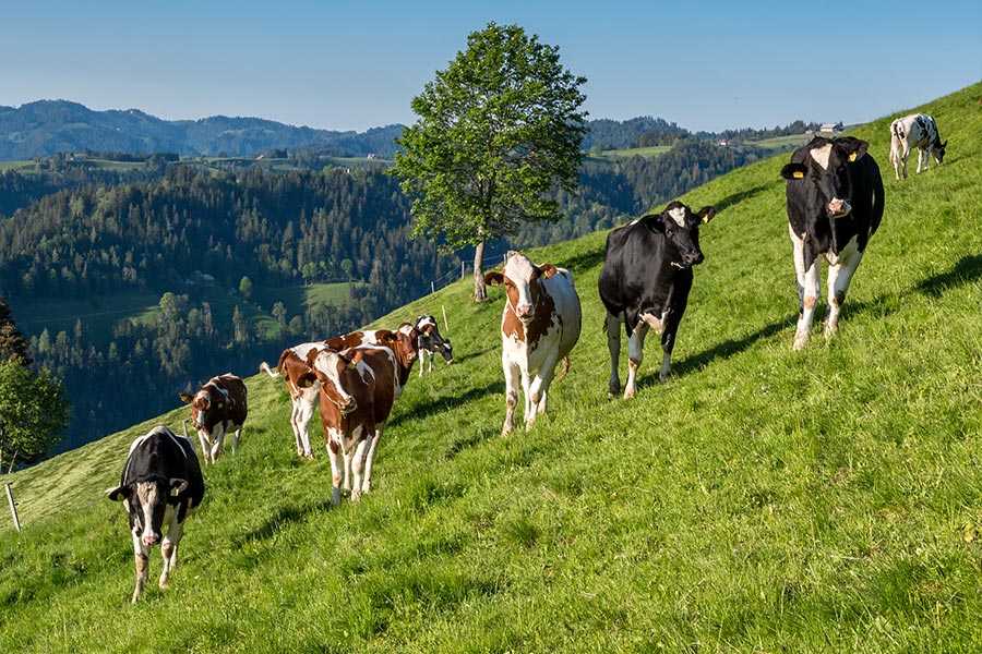 Schiller Fleisch Image Simmentaler Deutscher Jungbulle